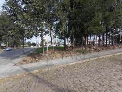 Terreno para Venda, em Bento Gonalves, bairro UNIVERSITRIO