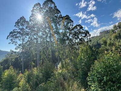 rea Rural para Venda, em Baro, bairro Arroio Canoas